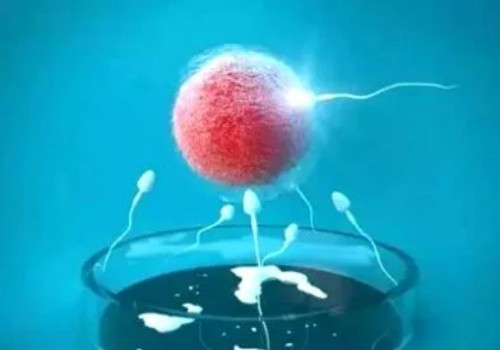 备孕期间吃什么有利于怀孕？助怀孕的食物排行榜